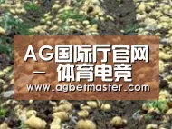 种植基地八(图1)